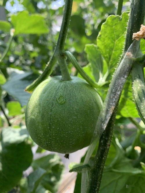 娱乐瓜吃瓜,明星们的幕后故事与甜蜜瓜料